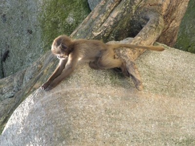 Affe 02.jpg