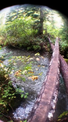 Ein Baumstamm reicht als Fußgängerbrücke