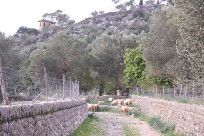 1 - auf der Insel sieht man viele Schafe.JPG (127.12 KiB) 7280 mal betrachtet Überall auf der Insel sieht man Schafe weiden,