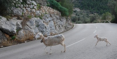 2 - sogar auf der Straße.JPG (138.35 KiB) 5196 mal betrachtet sie spazieren sogar über die Straße.
