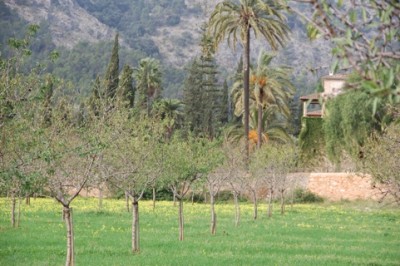 3 - nach dem Regen eine grüne Insel.JPG (133.49 KiB) 7280 mal betrachtet Nach dem Regen der letzten Wochen präsentierte sich uns eine grüne Insel.
