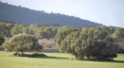 13 - Algarrobos.JPG (151.14 KiB) 7280 mal betrachtet aus deren Carobfrüchten u.a. der Inselschnaps "Palo" hergestellt wird.