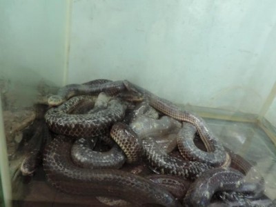 und Schlangen, die im Terrarium auf ihre Hinrichtung <br />warteten