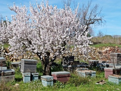schade, die Bienenstöcke sind noch nicht in Betrieb