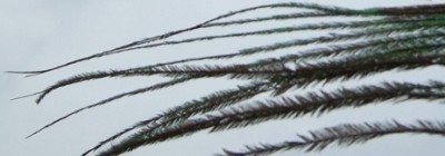 CB-Forum, Ratebild 02a.jpg