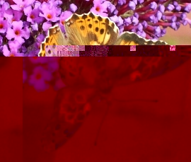 CF-Ratebild01d.jpg
