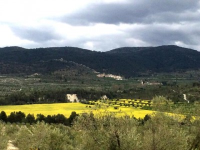 Ein gelbblühendes Feld, im Hintergrund Benifallím