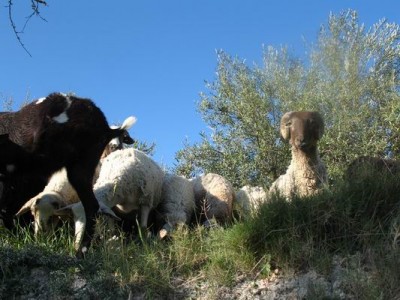 Schäferei in Spanien ist heute ein lebendiges Kulturerbe