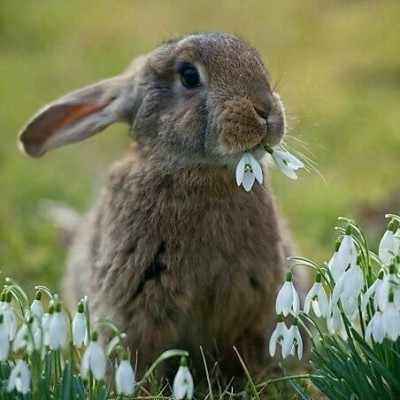 Frohe Ostern an die CB aus dem kühlen aber sonnigen Deutschland
