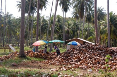 harte Arbeit auf einer Kokosnussplantage