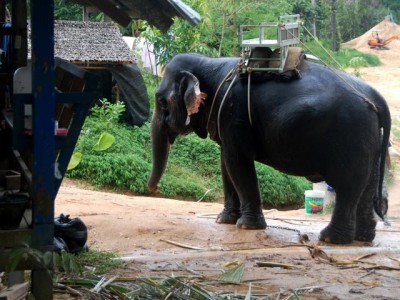Unersetzlich: Arbeitselefant im Dschungel