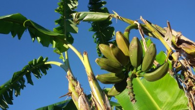 20170507_080241.jpg (225.59 KiB) 2826 mal betrachtet Ob die nochmal gelb werden !?