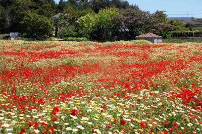 Gelbe und weiße Margeriten mit Klatschmohn