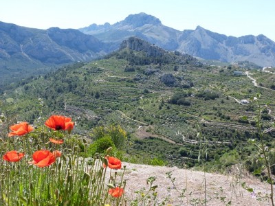 Blick auf die Burg von Tárbena, im Hintergrund die Sierra de Ferrer