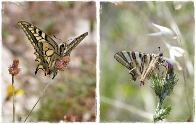 links ein Schwalbenschwanz, rechts ein Segelfalter