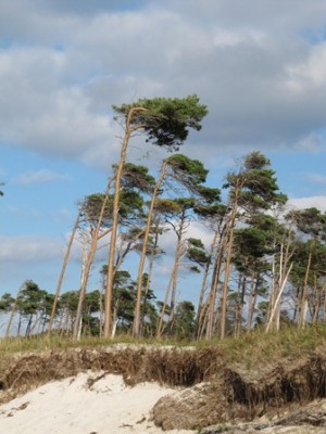 Windflüchter.jpg