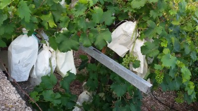 20170705_080645.jpg (140.27 KiB) 2105 mal betrachtet Verkaufsfertig