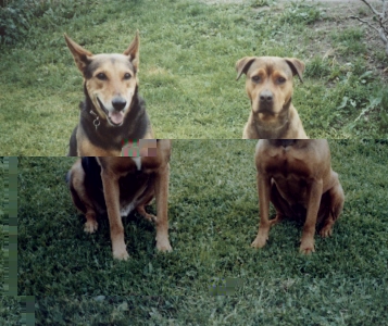 chico und Susi1.jpg