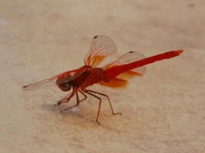 DSC_0231 Libelle.JPG