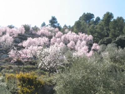 Die Mandelblüte 2009 fing Ende Januar an - dieses Foto wurde am 20. Februar aufgenommen.