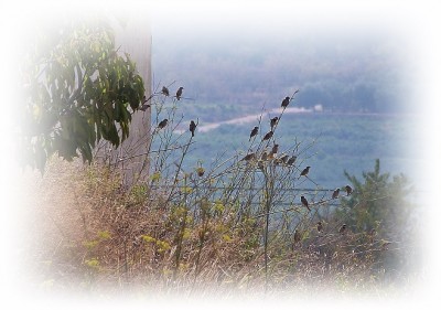 P1620155 (2).JPG