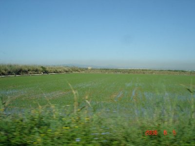 Reisfelder.JPG
