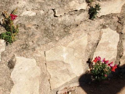 an Löwenmäulchen, die Mitte November aus der Mauer sprießen,