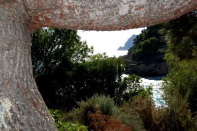 mediterrane Vegetation