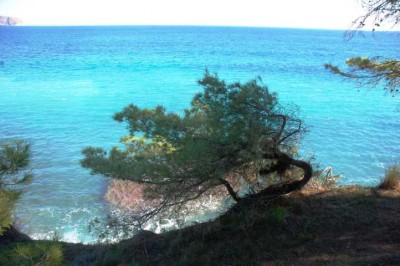 16 windschiefen Pinien DSC_0956.JPG (69.75 KiB) 1857 mal betrachtet windschiefe Pinie,