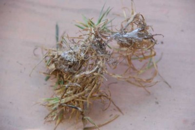 Rasen trocken rausgezogen DSC_0236.JPG (85.96 KiB) 7064 mal betrachtet Der rausgezogene Rasen war am Ende schimmelig, wohl eine Folge des feuchten Umfeldes