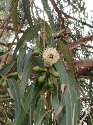 Blüte, Knospen und Blätter