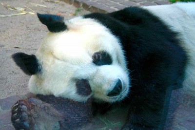 k2 - 1.jpg (61.5 KiB) 3283 mal betrachtet Ich hab 3 Haare auf der Brust, ich bin ein Bär