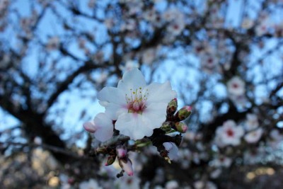 ma 1 - 1.jpg (55.6 KiB) 6139 mal betrachtet Mandelblüte