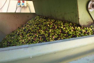 gewaschene Oliven.jpg