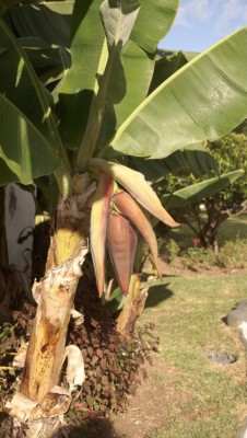 K640_DSC02619.JPG (71.99 KiB) 8464 mal betrachtet Im Orortava-Tal wachsen die schmackhaften kanarischen Bananen.
