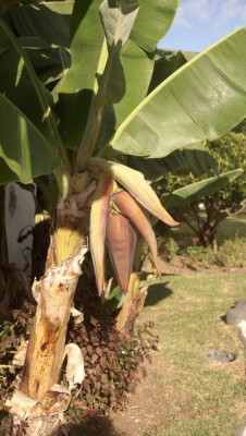 Im Orortava-Tal wachsen die schmackhaften kanarischen Bananen.