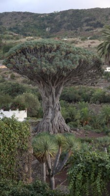 In Icod de los Vinos steht der angeblich älteste Drachenbaum der Welt. 3000 Jahre alt soll er sein.