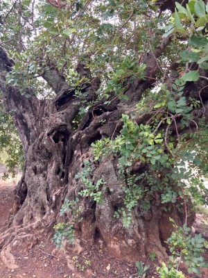 Ein uralter Algarrobo (Johannisbrotbaum) ...