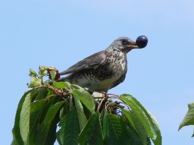 Vogel mit Kirsche.jpg