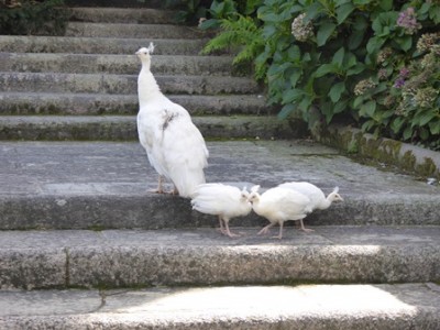 Weißer Pfau 01.jpg