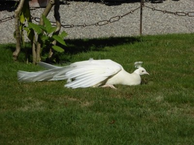 Weißer Pfau 02.jpg