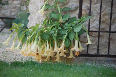 So sah meine Engelstrompete, Stechapfel (Datura, Brugmansia) noch Ende Oktober aus.