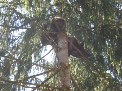 Bär im Baum.jpg