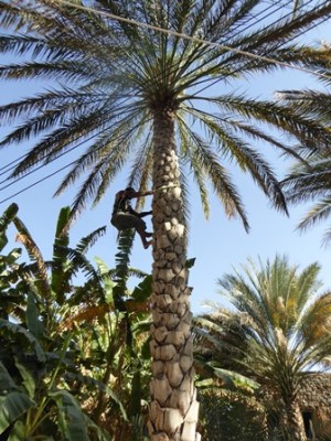 Palmenkletterer.jpg
