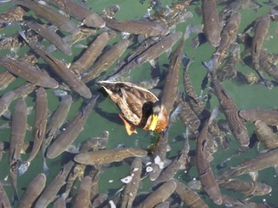 Ente + Fische 02.JPG