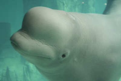 Beluga.jpg