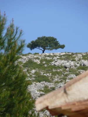 Einsam steht diese Pinie auf dem Rücken des Olta. Wir nennen sie liebevoll &quot;Bonsai&quot;