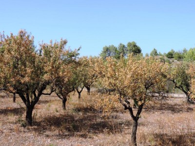 August 2018: Feld bei Parcent im &quot;Griff&quot; der Xyllela