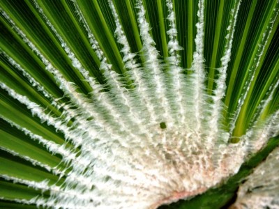 washingtonia.JPG (88.39 KiB) 6708 mal betrachtet Kürzlich auf Teneriffa gesehen