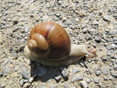 Schnecke 02.jpg